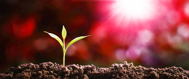 Plant growing